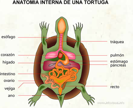 Anatomia interna de una tortuga